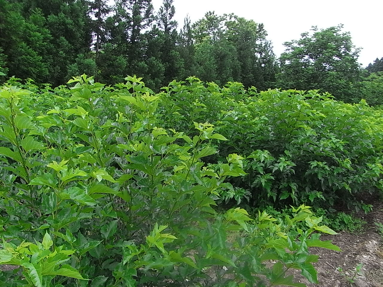 何でも挑戦します！初公開写真！ | 桑の葉を育て桑の葉茶の販売を通し、皆様の健康生活に貢献します。国産桑茶のことなら山梨県の株式会社桑郷へ。